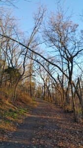 Bendy Trees