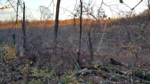 Tornado wreckage